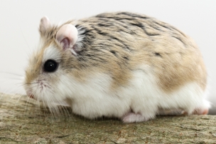 roborovskidwerghamster