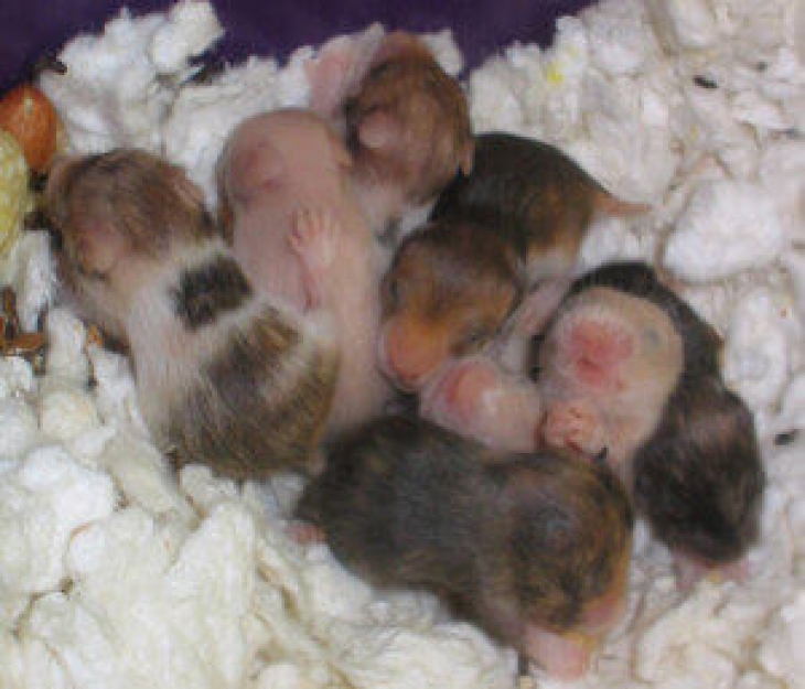 baby hamsters