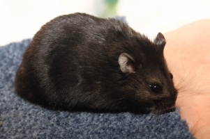 campbelli dwerghamster